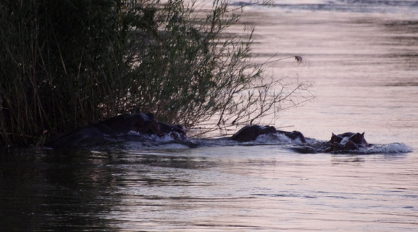 Hippo group in the Okavango River