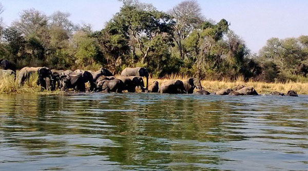 Elefanten bei Mobola Lodge