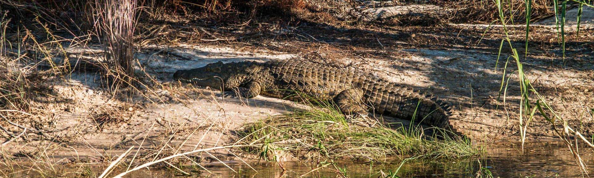 Crocodile in the Okavango River